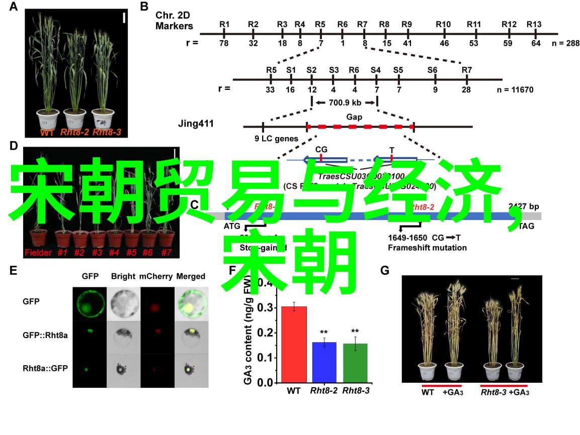 文化系统研究解构传统认知与重建现代象征