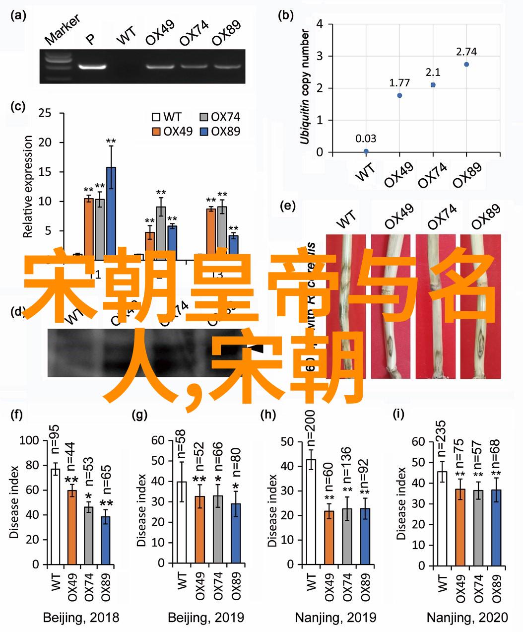 中国现代文学巨匠曹雪芹的艺术探索与情感世界